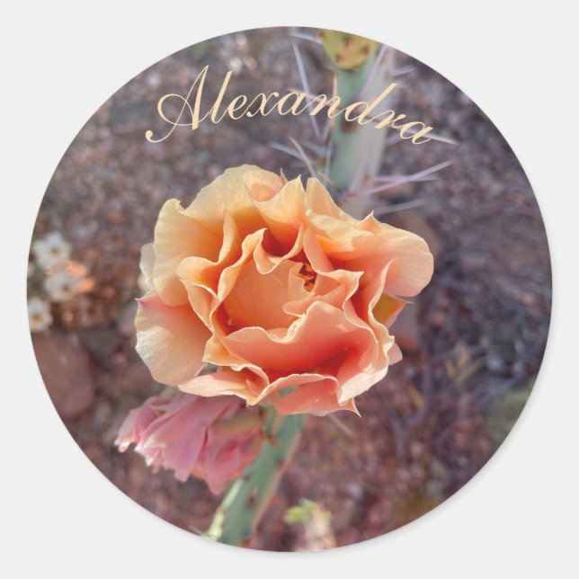 Sticker Rond Jolie Pêche Prickly Pear Flower (Devant)