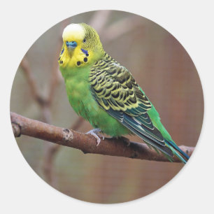 Sticker Rond Jolie Perruque verte