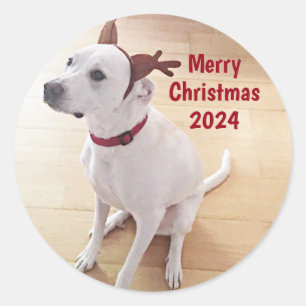 Sticker Rond Jolie photo de chien rennes blanc Joyeux Noël