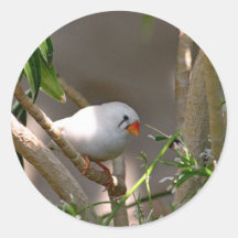 Jolie photo White Finch