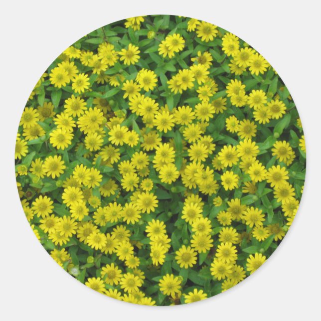 Sticker Rond Jolies Fleurs Jaunes (Devant)