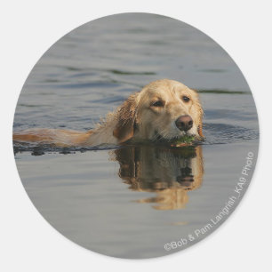 Sticker Rond Jolis Retriever