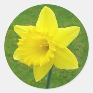 Sticker Rond Jonquille de Gallois