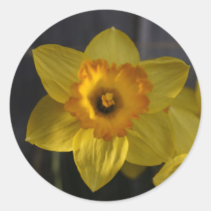 Sticker Rond Jonquille jaune