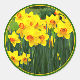 Sticker Rond Jonquilles jaunes renversantes pour l'anniversaire