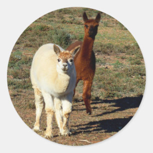 Sticker Rond "Jouer des paires : jeunes Alpacas Brown et blancs