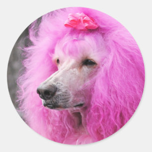 Sticker Rond Jour 2010 #11 de caniche