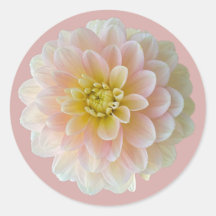 Jour Dreamer Nénuphar Dahlia