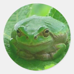 Sticker Rond Jour heureux - grenouille verte près