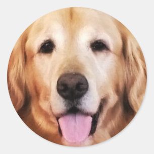Sticker Rond Joyeux Golden Retriever !