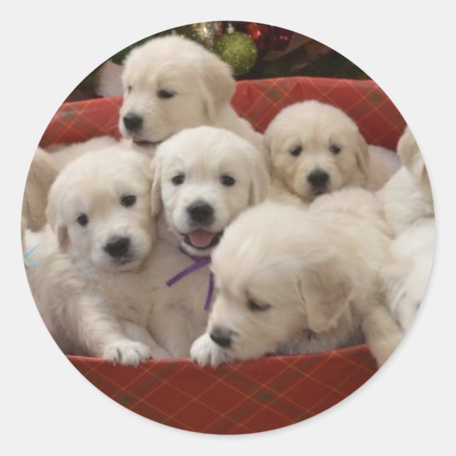 Sticker Rond Joyeux marionnettes Golden Retriever (Devant)