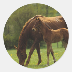 Sticker Rond Jument et poulain 2 de pur sang