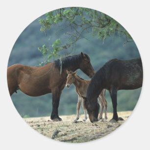 Sticker Rond Jument et poulain sauvages de mustang