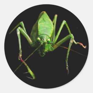 Sticker Rond Katydid