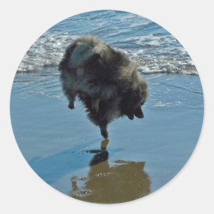 Sticker Rond Keeshond Ballet Photographie - Joli chien d'origin