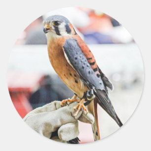 Sticker Rond Kestrel américain