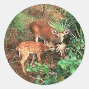 Sticker Rond Key Deer