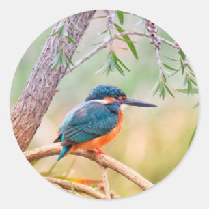 Sticker Rond Kingfisher Perché sur la branche