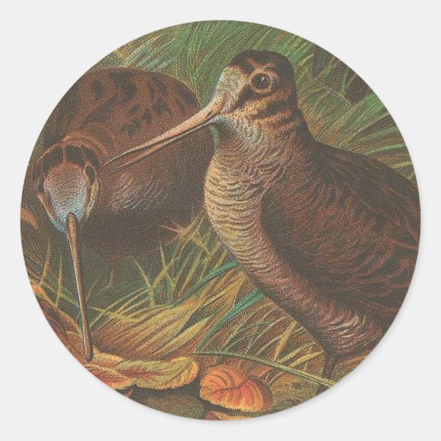 Sticker Rond Kiwi (Devant)