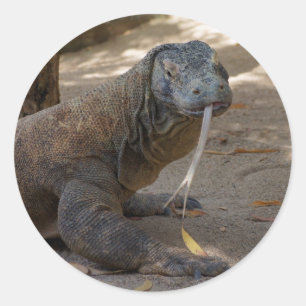 Sticker Rond Komodo Dragon Licking