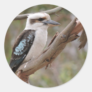 Sticker Rond Kookaburra in Gum Tree -