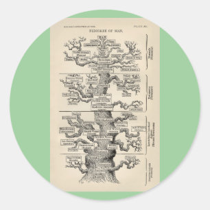 Sticker Rond L'"arbre de vie" d'Ernst Haeckel