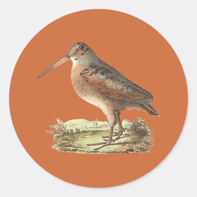 Sticker Rond La bécasse américaine (Rusticola minor) NY Bird (Devant)