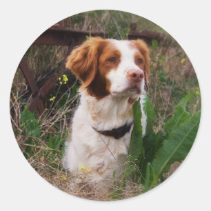 Sticker Rond La Bretagne