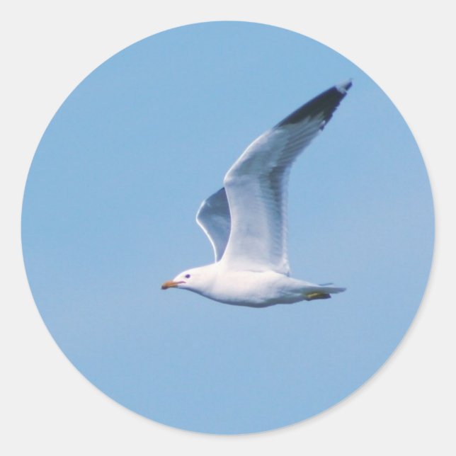 Sticker Rond La collection Seagull (Devant)