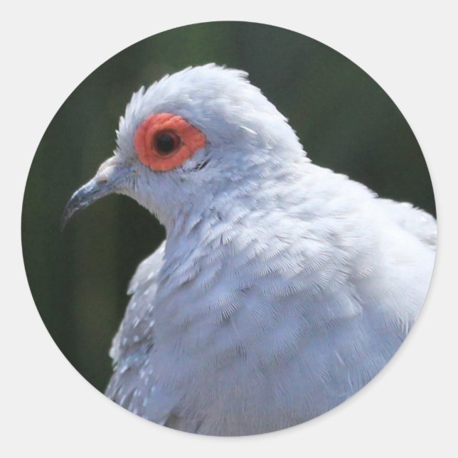 Sticker Rond La colombe de diamant sous les projecteurs (Devant)