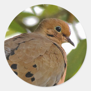 Sticker Rond La colombe en deuil