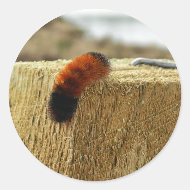 Sticker Rond La fausse chenille (Devant)