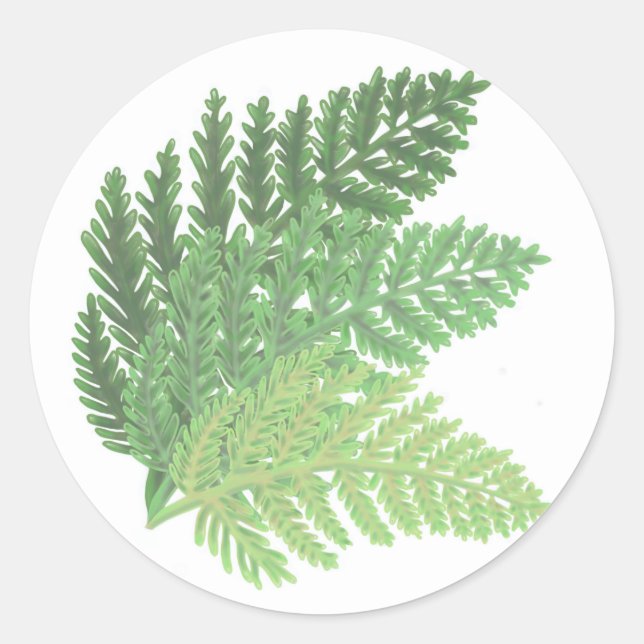 Sticker Rond La fougère verte de la mousse (Devant)