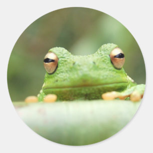 Sticker Rond La grenouille observe l'autocollant