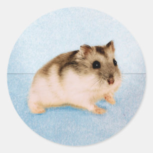 Sticker Rond La MU MU le hamster