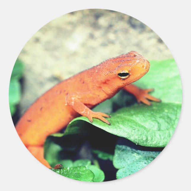 Sticker Rond La nature de la salamandre rouge (Devant)
