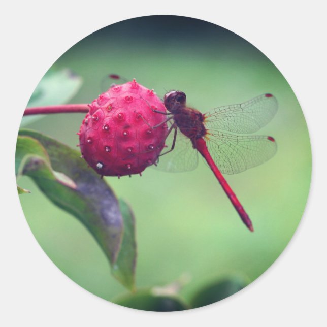 Sticker Rond La nature des libellules rouges (Devant)