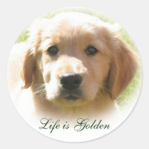 Sticker Rond La vie est un chien d'or