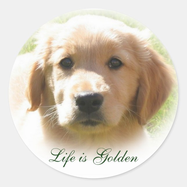 Sticker Rond La vie est un chien d'or (Devant)