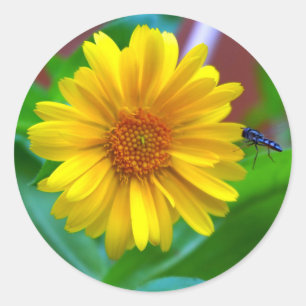 Sticker Rond La volée des visiteurs et la photo de Marigold