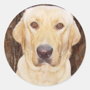 Sticker Rond Laboratoire beau
