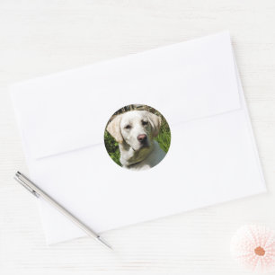 STICKER ROND LABRADOR DOG