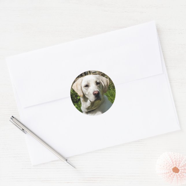 STICKER ROND LABRADOR DOG (Enveloppe)