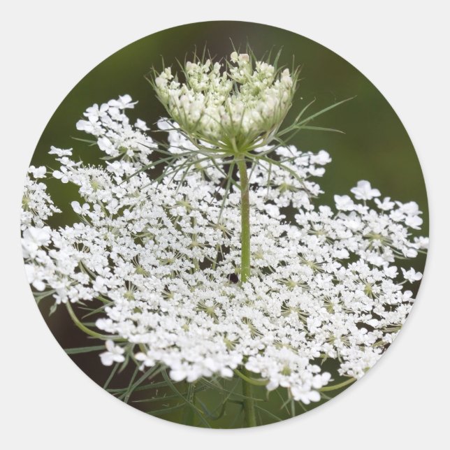 Sticker Rond Lace de la Reine Anne (Devant)