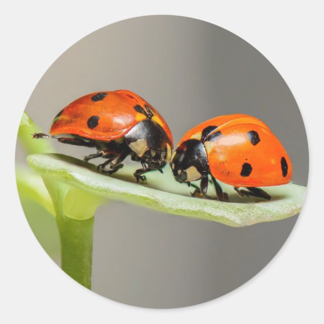 Sticker rond Lady Bugs (Devant)