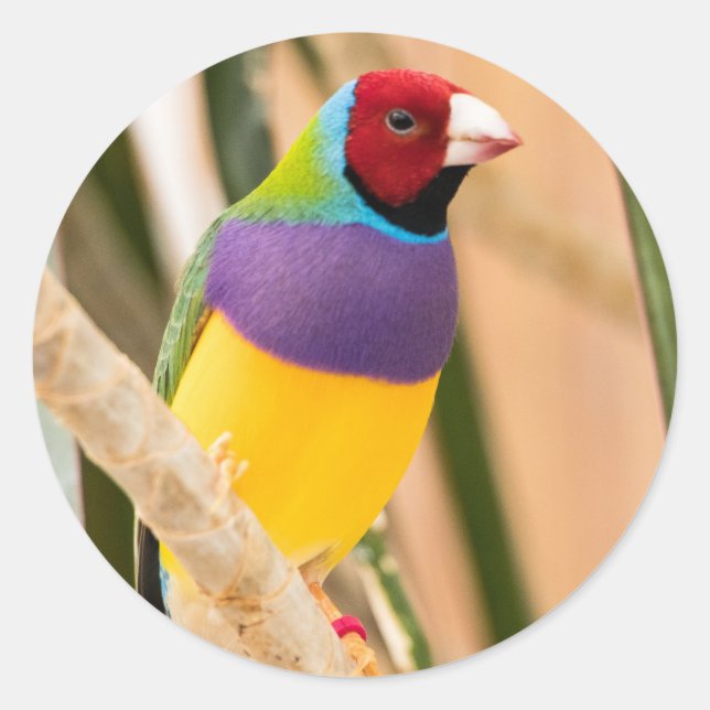 Sticker Rond Lady Gouldian Finch (Devant)