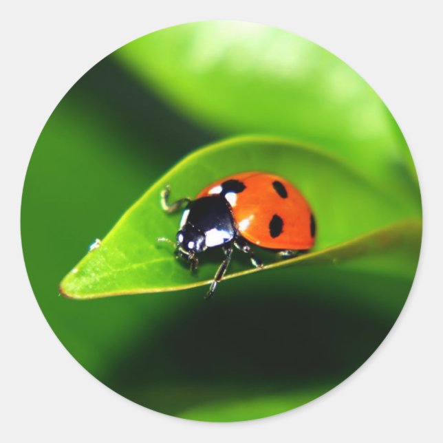 Sticker Rond Ladybug (Devant)