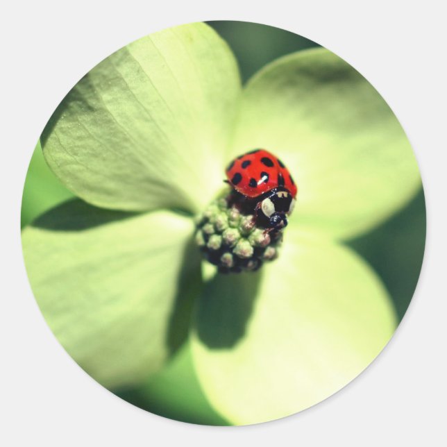 Sticker Rond Ladybug Sur La Fleur De Dogwood (Devant)
