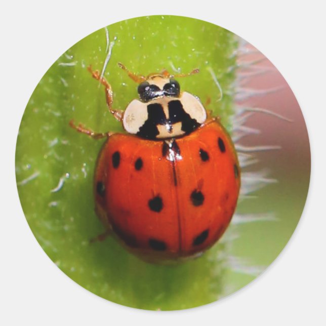 Sticker Rond Ladybug sur l'échelle de tournesol (Devant)