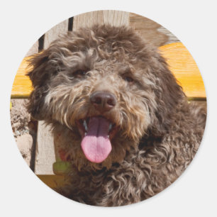 Sticker Rond Lagotto Romagnolo couché sur un banc en bois